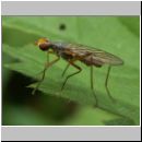 Otites sp - Schmuckfliege 01a.jpg